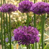 Bloembol Allium Purple sensation (sierui) - 20 bollen - maat 14+ - cadeau