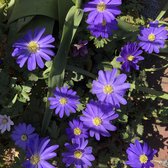 Bloembol Anemone Blanda (Anemoon) - 75 bollen - maat 6+ - cadeau