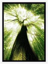 Bomen poster  - natuur poster – landschap poster - regenwoud - bos wanddecoratie -  50x70 cm