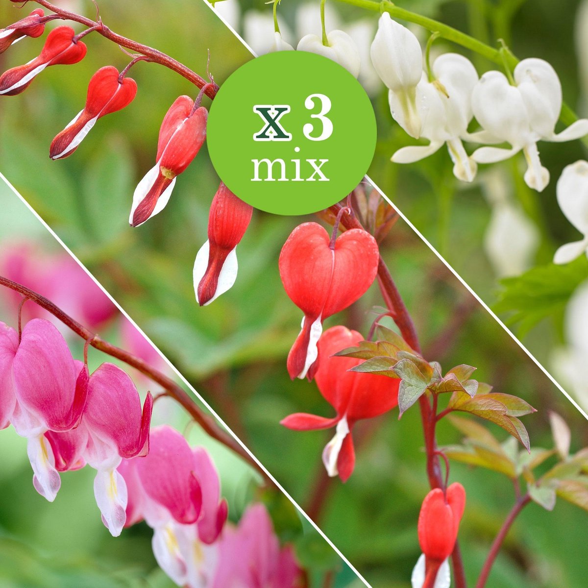 3x Dicentra Spectabilis Mix - Gebroken hartje - Mix roze rood wit - 3  bloembollen | bol.com
