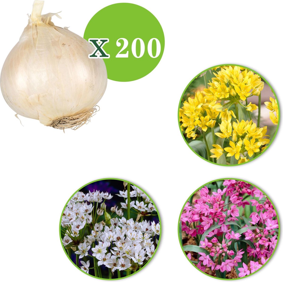 X Allium Butterfly Mix Sierui Mix Geel Wit Roze Winterhard