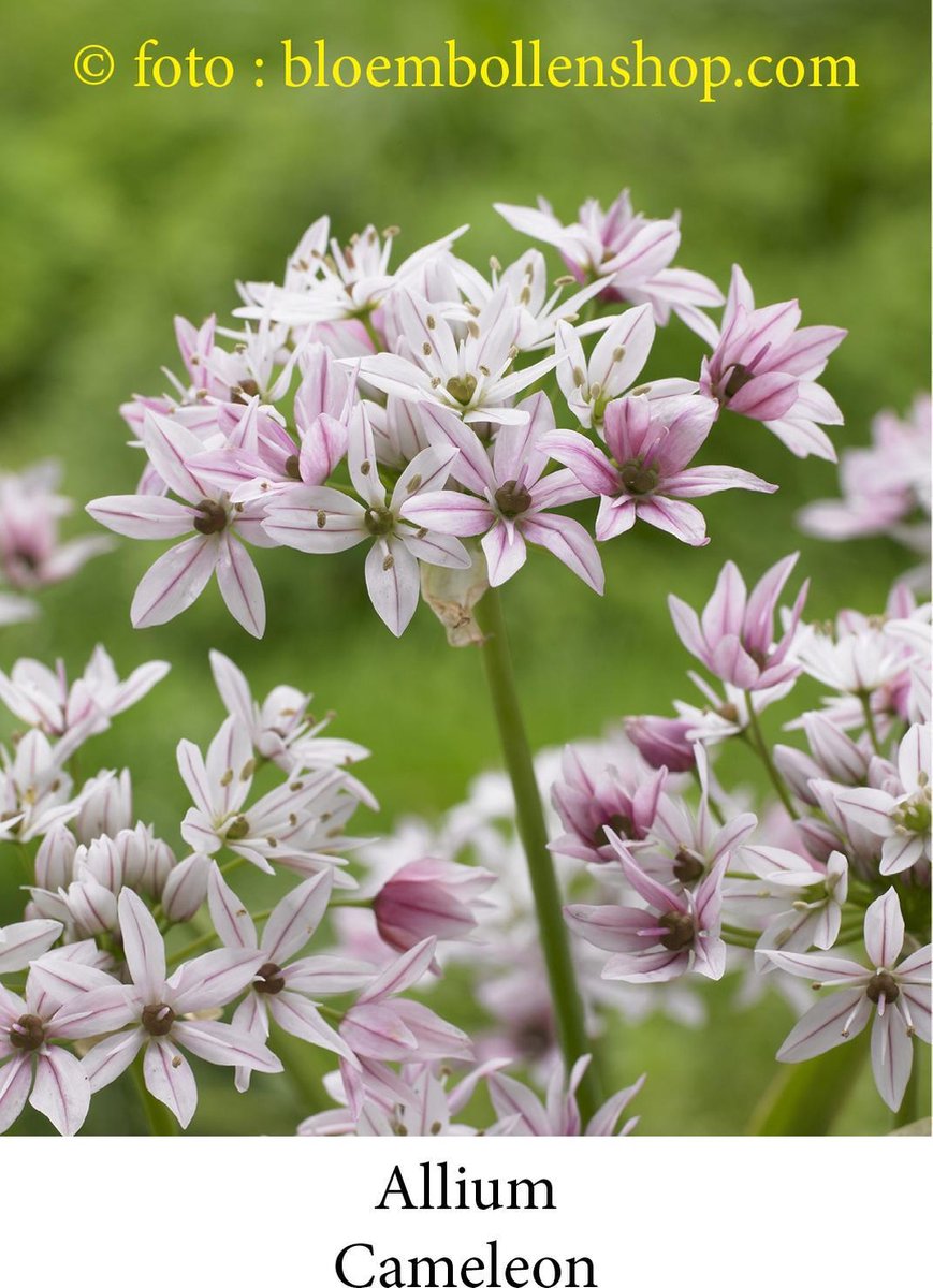 allium Cameleon 25 bollen maat 4/5