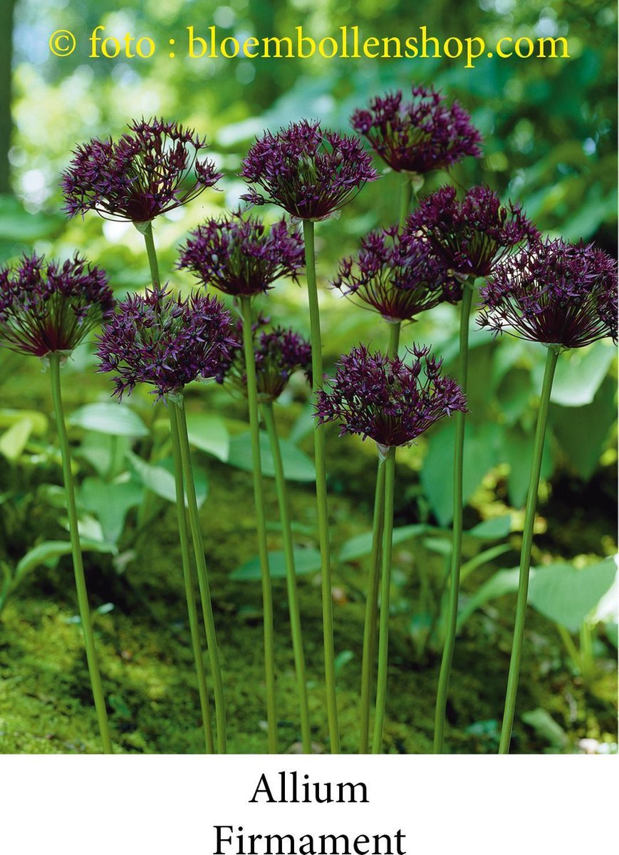 allium Firament 5 bollen maat 8/+