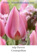 tulp Cosmopolitan 25 bollen maat 12/+ tulpen bloembollen