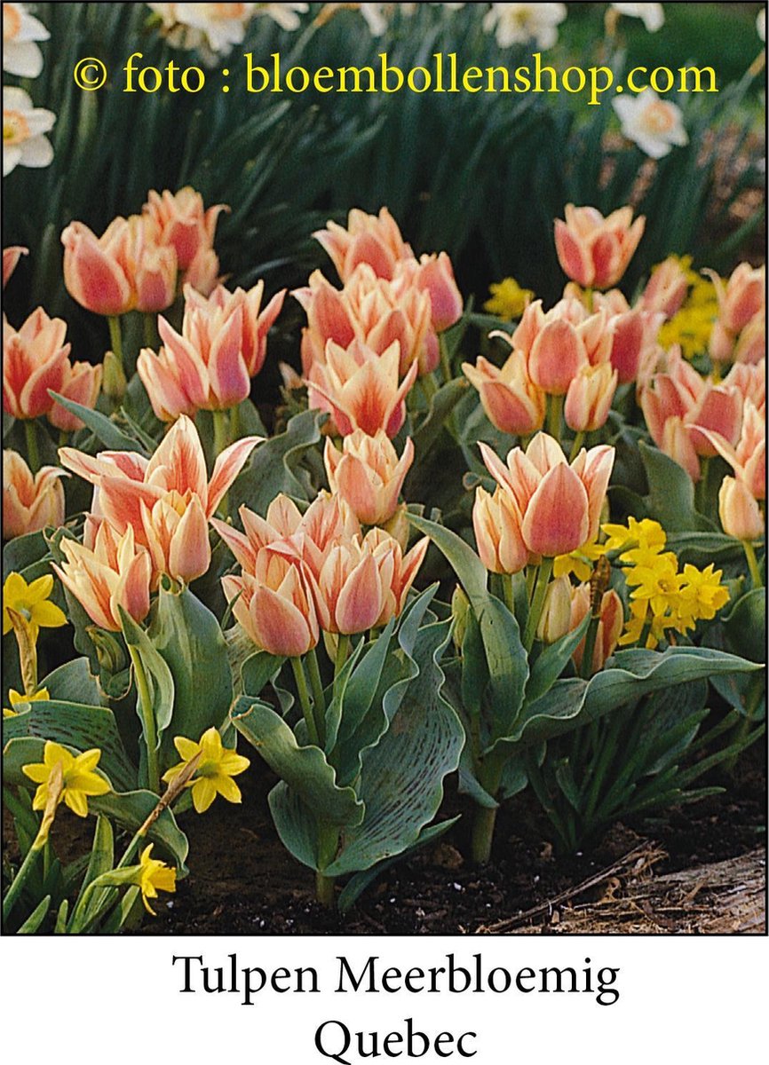 tulp Quebec 25 bollen maat 12/+ tulpen - bloembollen- tulpenbollen