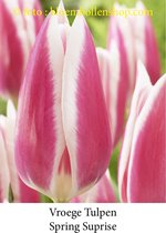 tulp Spring Surprise 25 bollen maat 12/+ tulpen bloembollen