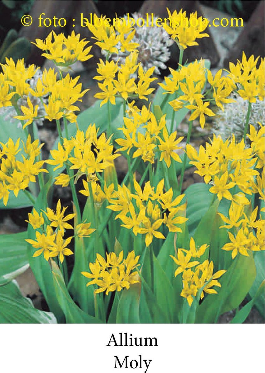 allium Moly 50 bollen maat 6/+ sierui