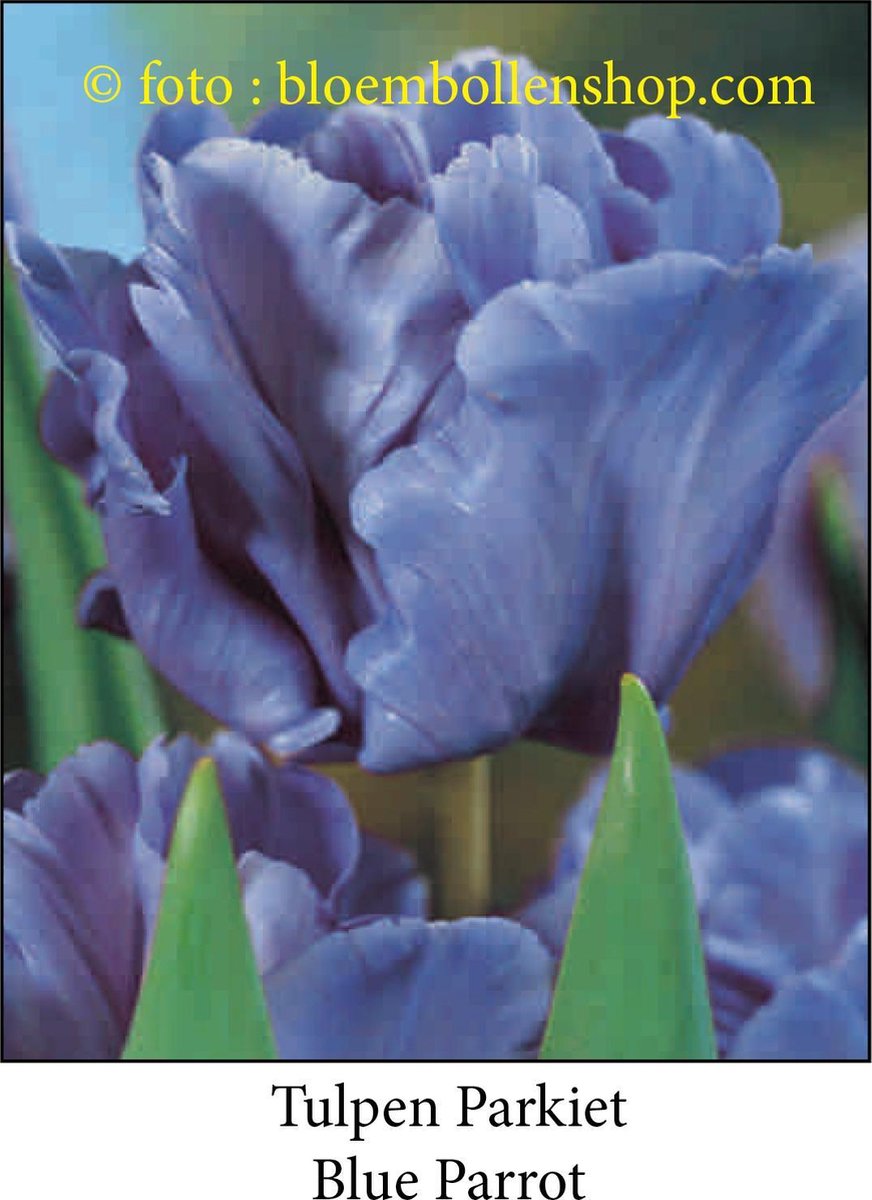 tulp Blue Parrot 25 bollen maat 12/+ tulpen - bloembollen- tulpenbollen