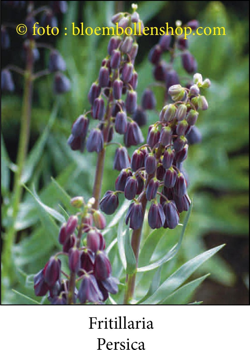 fritillaria Persica 3 bollen maat 20/+