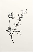 Veldlathyrus zwart-wit (Meadow Vetchling) - Foto op Forex - 30 x 45 cm