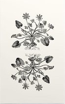 Gewoon Speenkruid zwart-wit (Lesser Celandine) - Foto op Forex - 80 x 120 cm