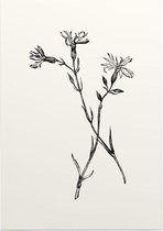 Echte Koekoeksbloem zwart-wit (Ragged Robin) - Foto op Posterpapier - 50 x 70 cm (B2)