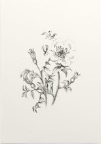 Duinroos zwart-wit Schets (Burnet-Leaved Rose) - Foto op Posterpapier - 42 x 59.4 cm (A2)