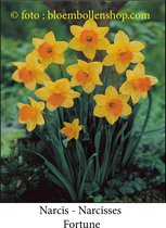 narcis Fortune 25 bollen maat 15/17 trompetnarcis