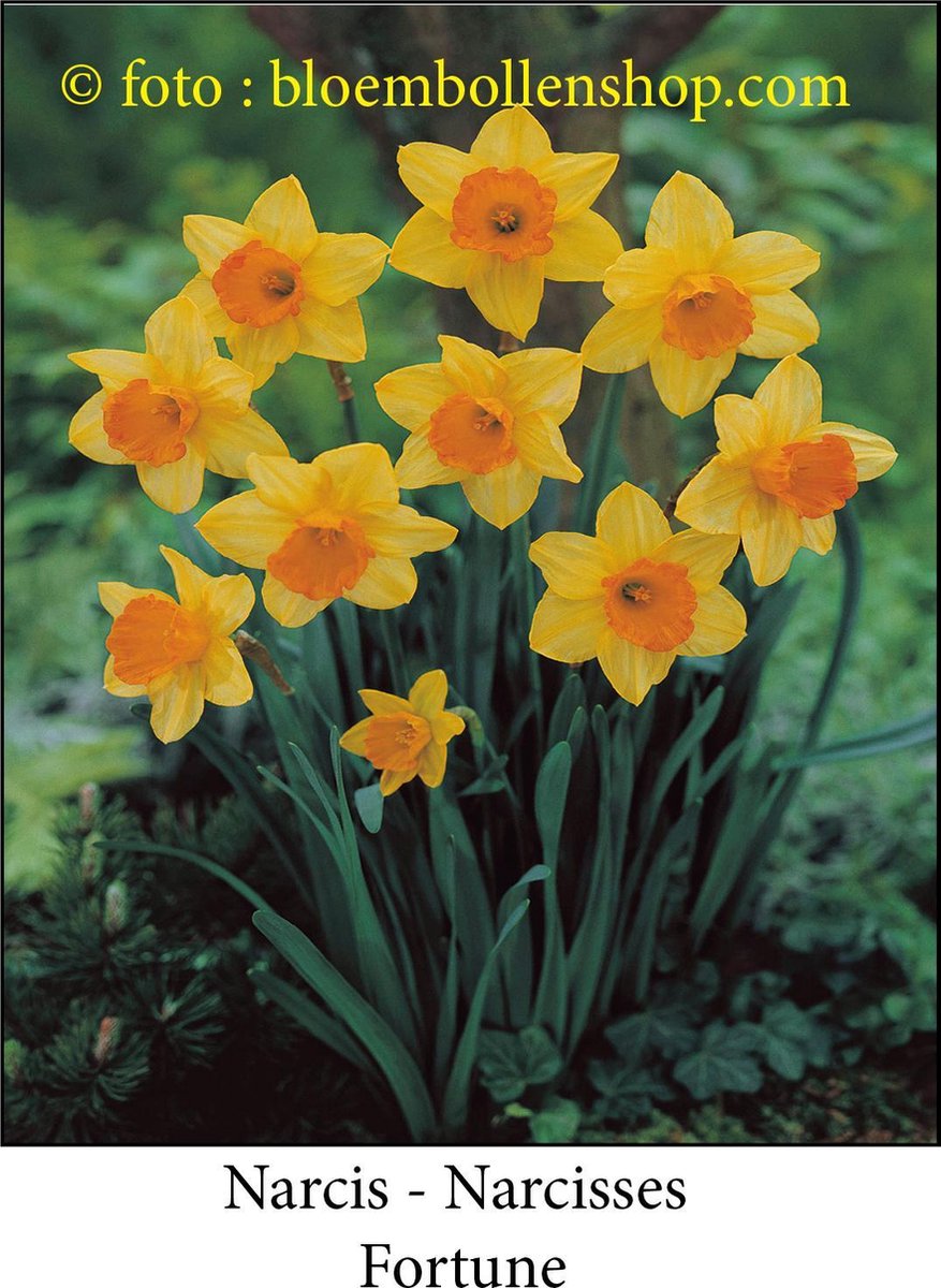 narcis Fortune 25 bollen maat 15/17 trompetnarcis