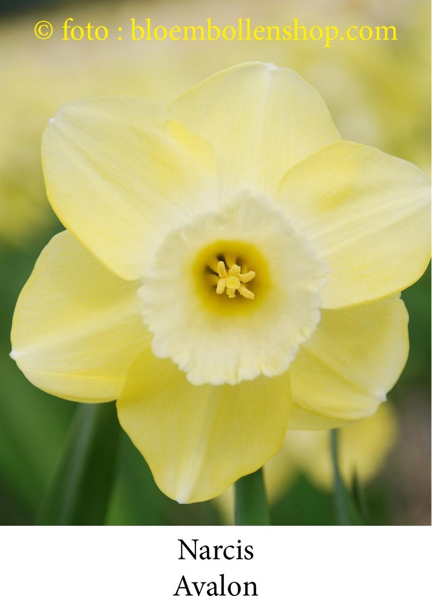 narcis Avalon 20 bollen maat 14/16