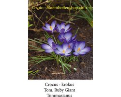 crocus - krokus Tom. Ruby Giant 50 bollen maat 6/+