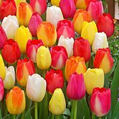15x Tulipa 'Leyster Sports'  - Tulpen - Gemengde kleuren - Vroegbloeiers - 25 bloembollen Ø 11-12cm