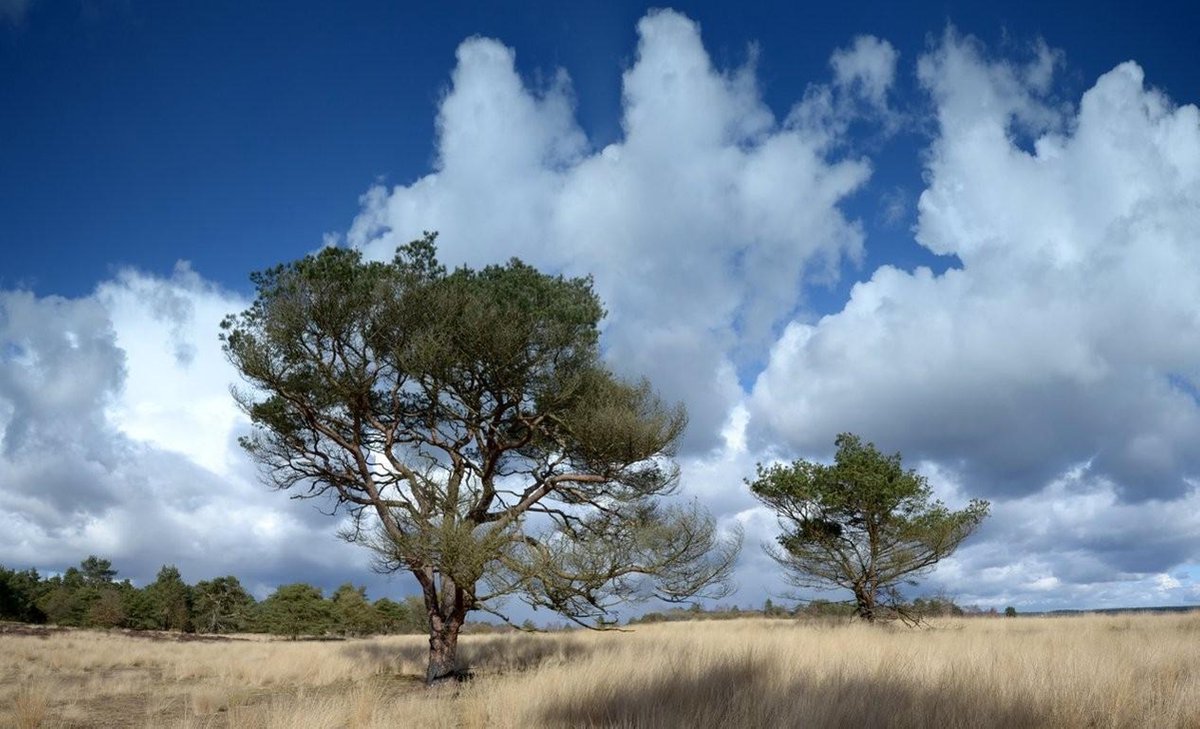 Fotobehang Hoge Veluwe 450 x 260 cm - € 295,--
