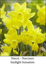 narcis Sunlight Sensation 25 bollen maat 12/14 botanische narcis