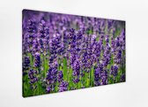Sappige lavendel 80x60 cm, Canvas 100% katoen  uitgerekt op het frame van hoge kwaliteit, muurhanger geïnstalleerd.