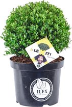 Ilex bol - De verbeterde buxusbol -  Ø bol: 20cm