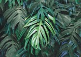 Fotobehang Monstera XXL - Tropical Grote Bladeren - 368cm x 254 cm - groen