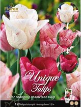 Unique Bulbs Tulp Hemisphere 12st. 12/+ (15)