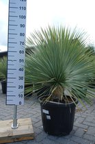 Yucca Rostrata - Palmlelie