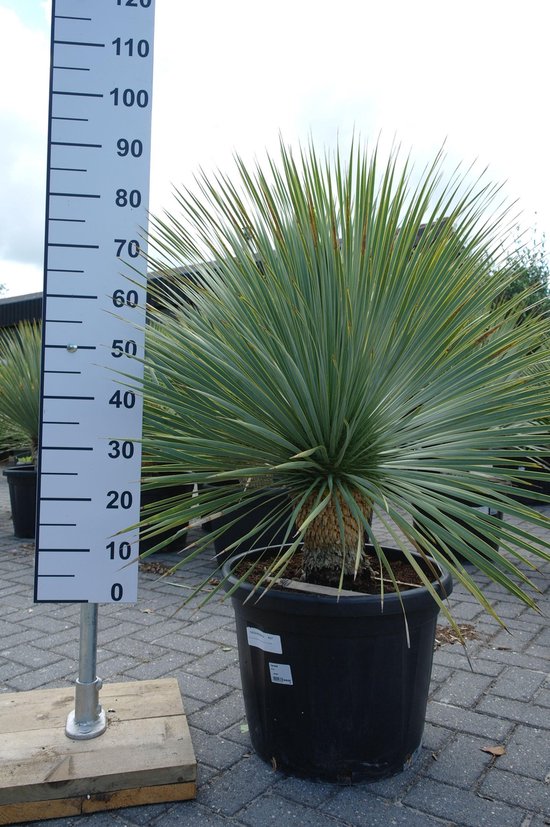 Yucca rostrata kopen | Winterharde woestijnplant voor tuin en terras - Tropic Trees
