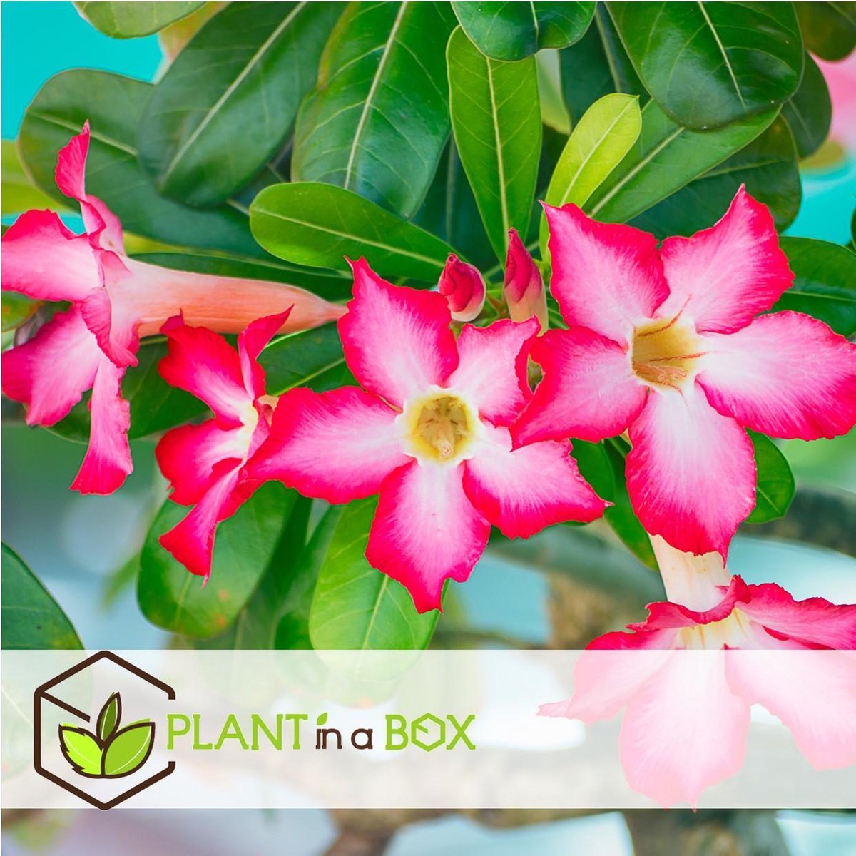 Adenium : planter et cultiver – Ooreka