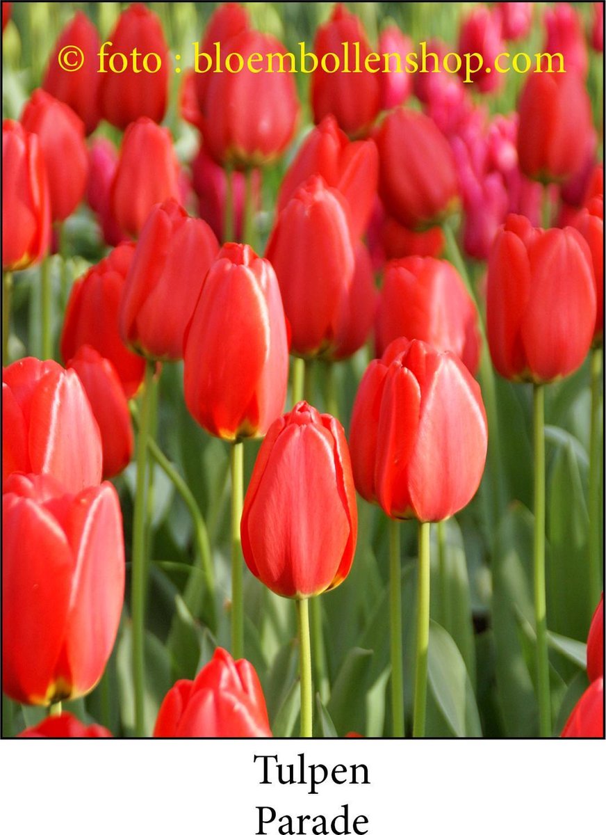 tulp Parade 25 bollen maat 12/+ tulpen bloembollen