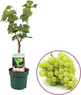 Druivenplant, Vitis vinifera 'Bianca' op stam, hoogte 60-70cm, winterhard, zelfbestuivend