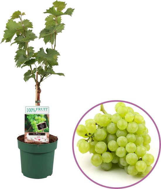 Druivenplant, Vitis vinifera 'Bianca'