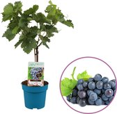 Druivenplant (blauw), Vitis vinifera 'Nero' op stam, hoogte 40-60 cm, zelfbestuivend, winterhard