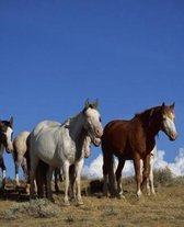 Horse Photo School Composition Book Equine Standing Horses Western Pasture: Horse Photo Equine Covers Composition Books Notebooks (Notebook, Diary, Bl