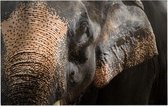 Aziatische olifant op zwarte achtergrond - Foto op Forex - 90 x 60 cm