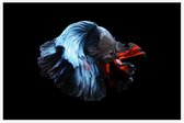 Blauwe siamese kempvis op zwarte achtergrond - Foto op Akoestisch paneel - 225 x 150 cm