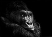 Gorilla op zwarte achtergrond - Foto op Posterpapier - 42 x 29.7 cm (A3)