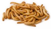 meelwormen - voedsel voor reptielen - 100g