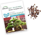 Larix decidua zaden | Europese lariks | Bonsai