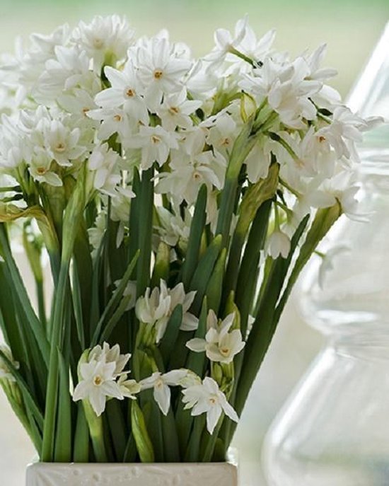 Narcissus Paperwhite