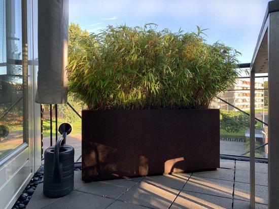 Bamboe Fargesia 'Rufa' (Niet woekerend) - ↑60 - 80 cm in pot | bol.com