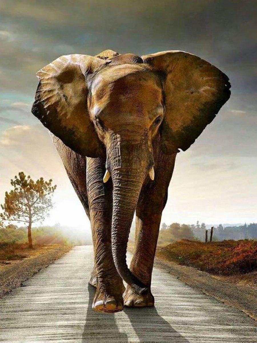 Paintd Diamond Painting Volwassenen Kinderen - Olifant Safari Landschap - 30x40 - Vierkante steentje