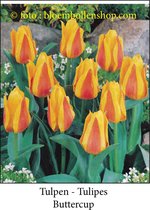 tulp Buttercup 25 bollen maat 12/+ tulpen bloembollen