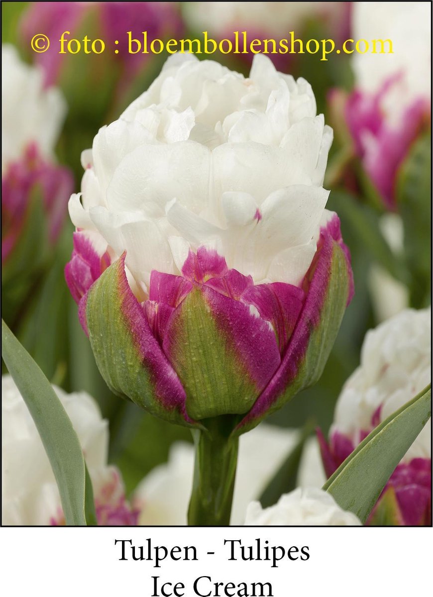 tulp Ice Cream 10 bollen maat 11/+tulpen - bloembollen- tulpenbollen