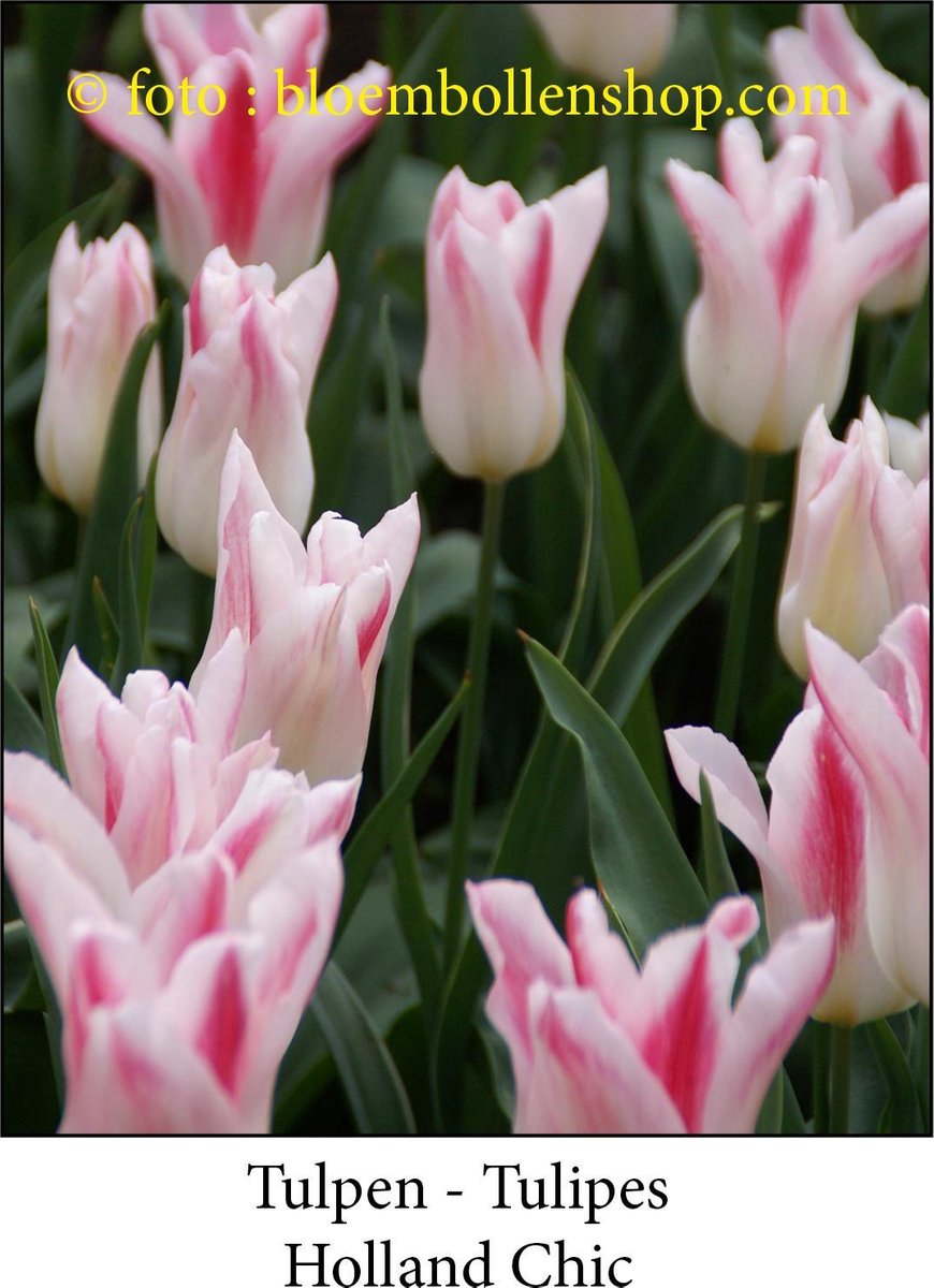 tulp Holland Chic 25 bollen maat 12/+ tulpen - bloembollen- tulpenbollen