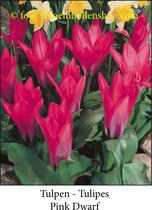 tulp Pink Dwarf 25 bollen maat 12/+ tulpen - bloembollen- tulpenbollen
