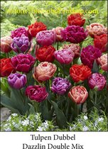 tulp Dazzling Double Mix 25 bollen maat 12/+ tulpen - bloembollen- tulpenbollen