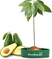 Avoseedo - Avocadoplant kweekset | Avocadoboom | Avocadoplant | Cadeau | Groene vingers zijn niet nodig!